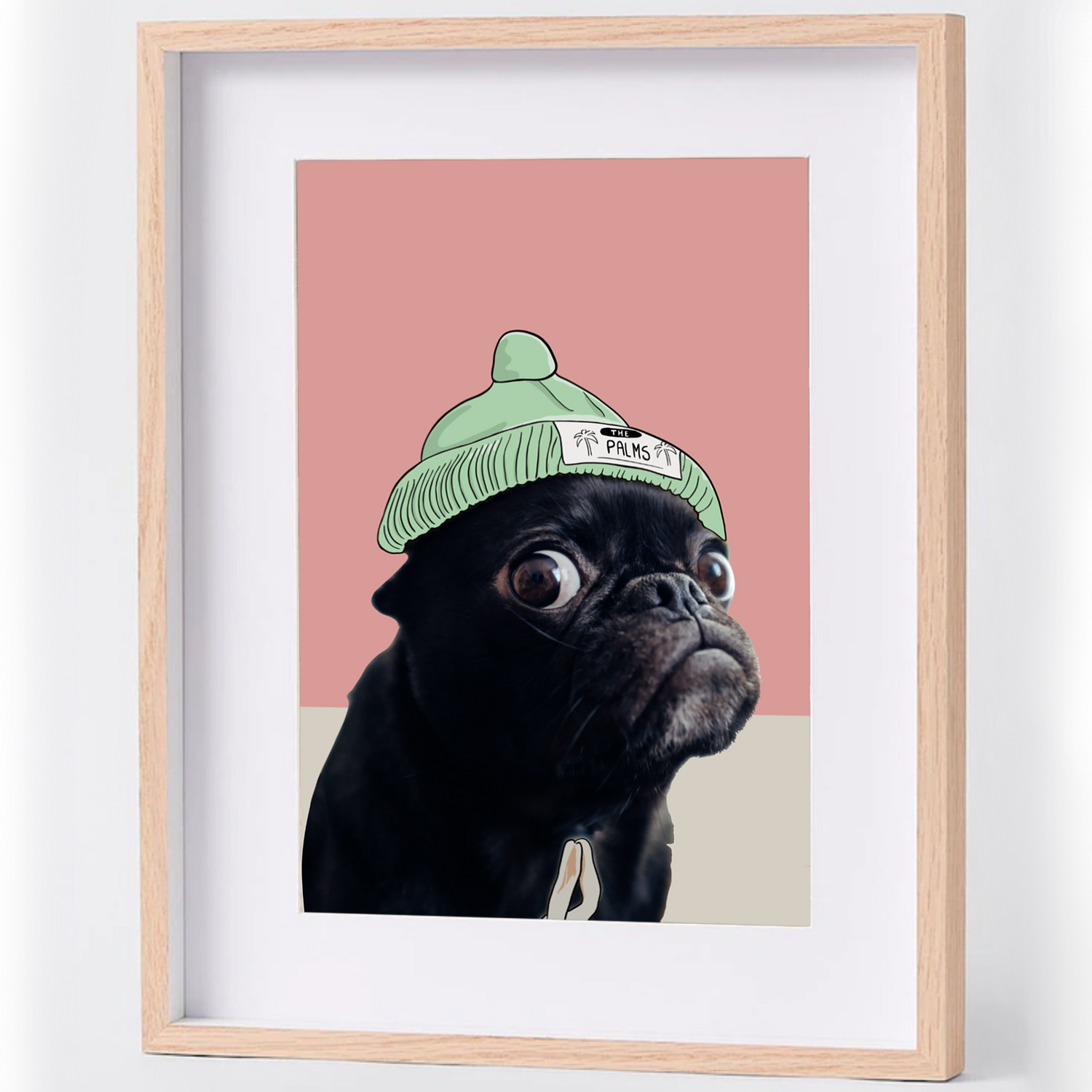 Image of a black pug ina beanie with a coral pink background.